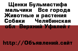 Щенки Бульмастифа мальчики - Все города Животные и растения » Собаки   . Челябинская обл.,Верхний Уфалей г.